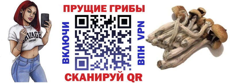 дарк нет как зайти  хочу   Еманжелинск  Псилоцибиновые грибы Psilocybine cubensis 